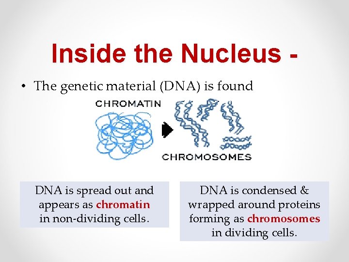 Inside the Nucleus • The genetic material (DNA) is found DNA is spread out