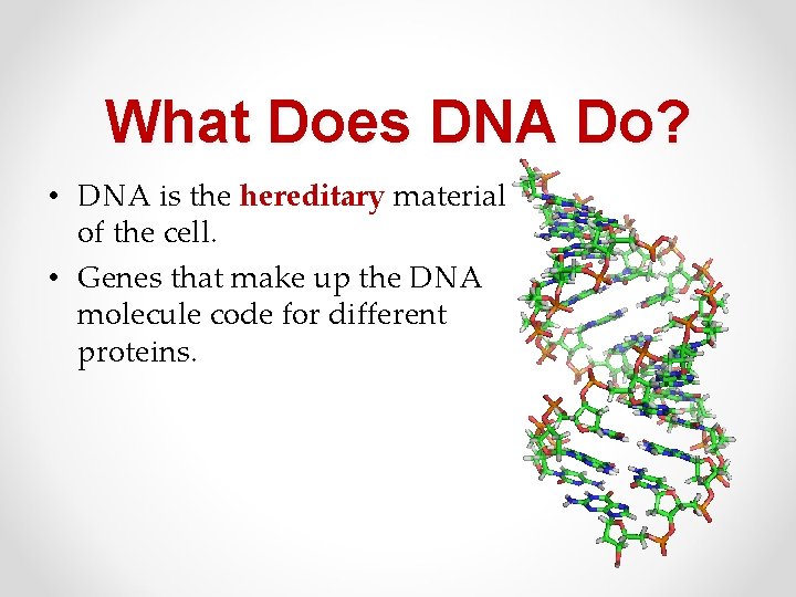 What Does DNA Do? • DNA is the hereditary material of the cell. •