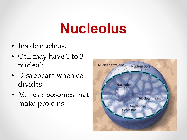 Nucleolus • Inside nucleus. • Cell may have 1 to 3 nucleoli. • Disappears