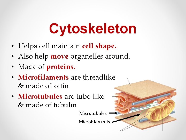Cytoskeleton Helps cell maintain cell shape. Also help move organelles around. Made of proteins.