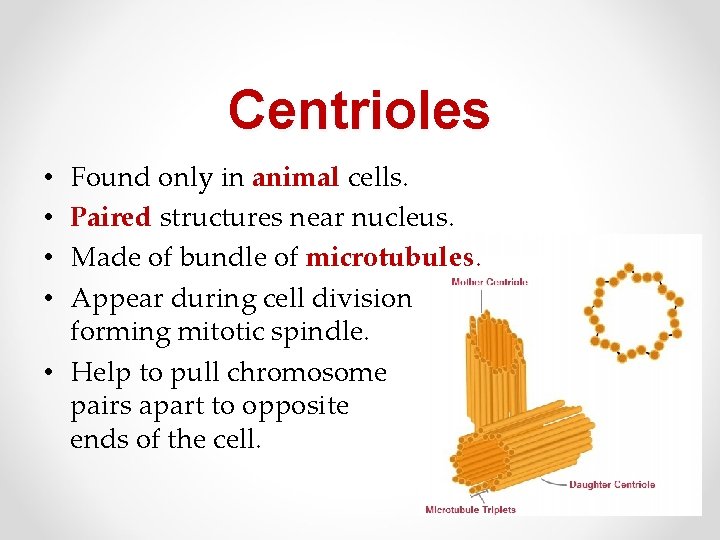 Centrioles Found only in animal cells. Paired structures near nucleus. Made of bundle of