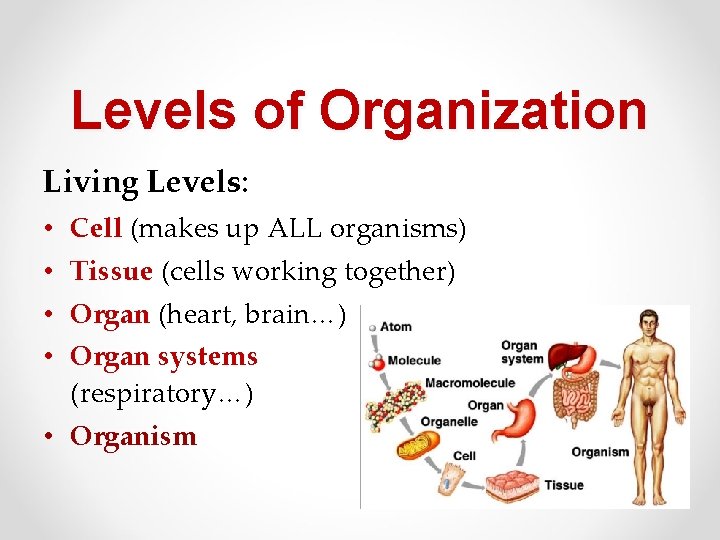 Levels of Organization Living Levels: • Cell (makes up ALL organisms) • Tissue (cells