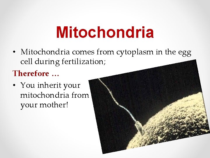 Mitochondria • Mitochondria comes from cytoplasm in the egg cell during fertilization; Therefore …