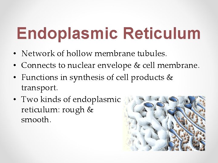 Endoplasmic Reticulum • Network of hollow membrane tubules. • Connects to nuclear envelope &
