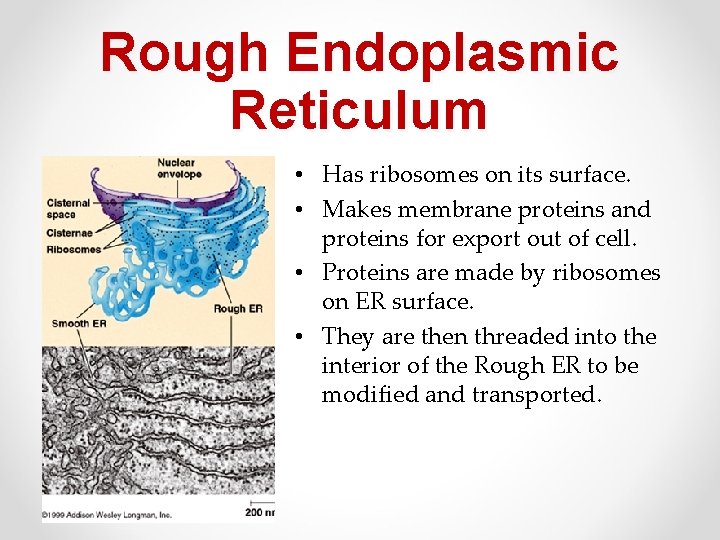 Rough Endoplasmic Reticulum • Has ribosomes on its surface. • Makes membrane proteins and