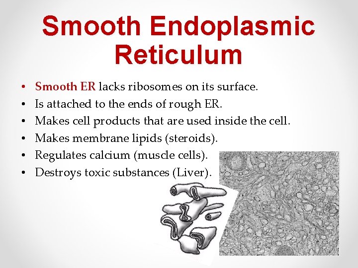 Smooth Endoplasmic Reticulum • • • Smooth ER lacks ribosomes on its surface. Is