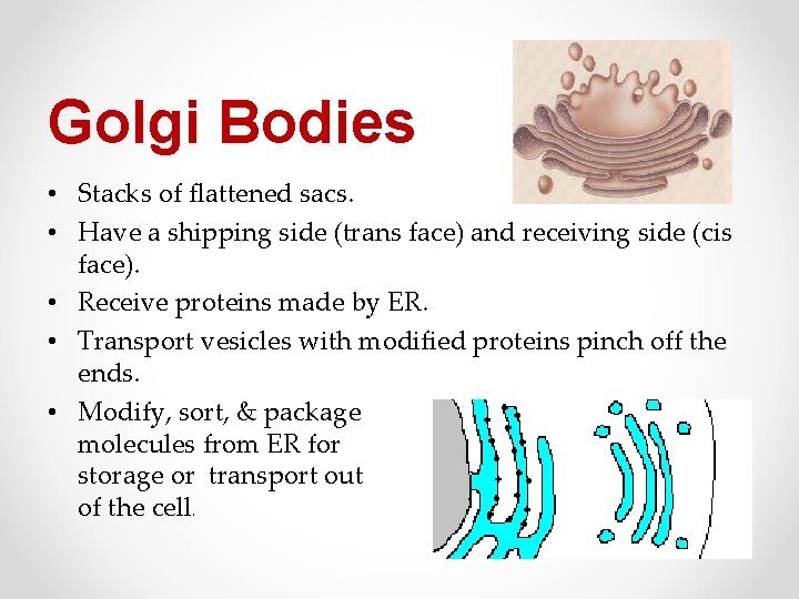 Golgi Bodies • Stacks of flattened sacs. • Have a shipping side (trans face)