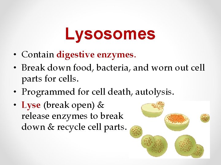 Lysosomes • Contain digestive enzymes. • Break down food, bacteria, and worn out cell