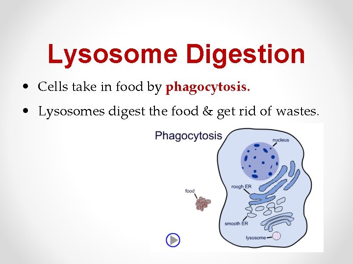 Lysosome Digestion • Cells take in food by phagocytosis. • Lysosomes digest the food