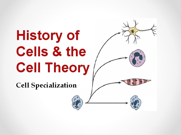 History of Cells & the Cell Theory Cell Specialization 