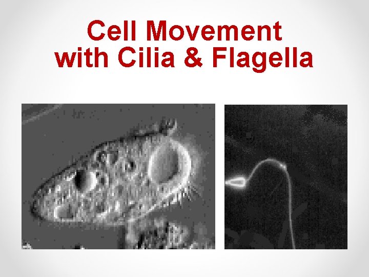 Cell Movement with Cilia & Flagella 