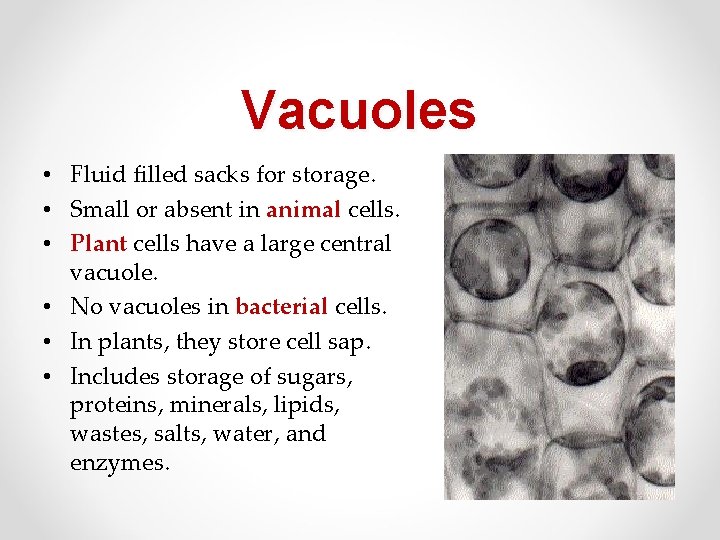Vacuoles • Fluid filled sacks for storage. • Small or absent in animal cells.