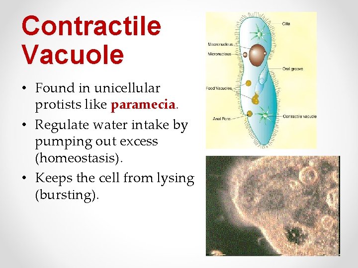 Contractile Vacuole • Found in unicellular protists like paramecia. • Regulate water intake by