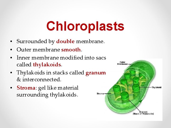 Chloroplasts • Surrounded by double membrane. • Outer membrane smooth. • Inner membrane modified