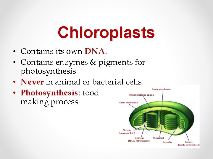 Chloroplasts • Contains its own DNA. • Contains enzymes & pigments for photosynthesis. •