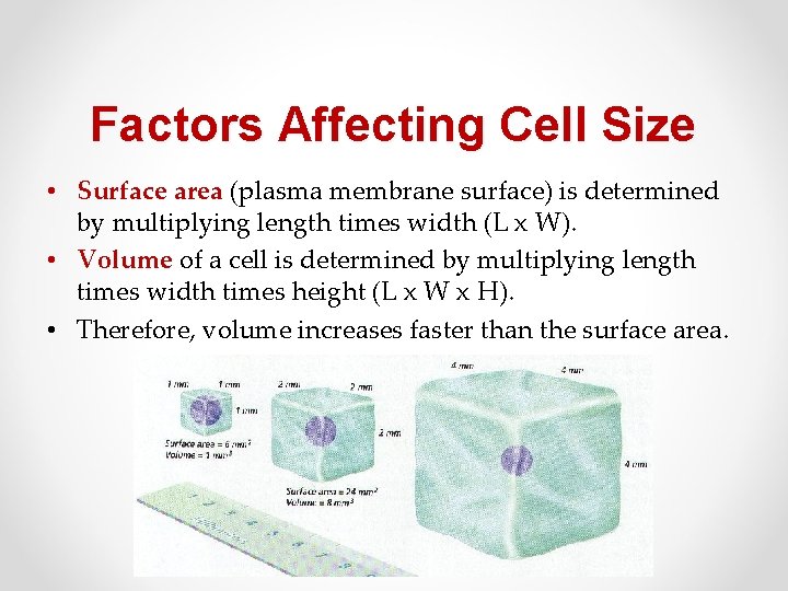 Factors Affecting Cell Size • Surface area (plasma membrane surface) is determined by multiplying