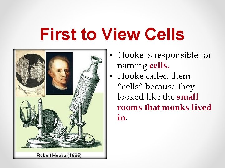 First to View Cells • Hooke is responsible for naming cells. • Hooke called