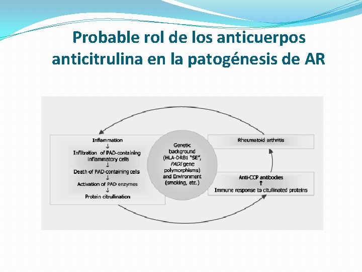 Probable rol de los anticuerpos anticitrulina en la patogénesis de AR 