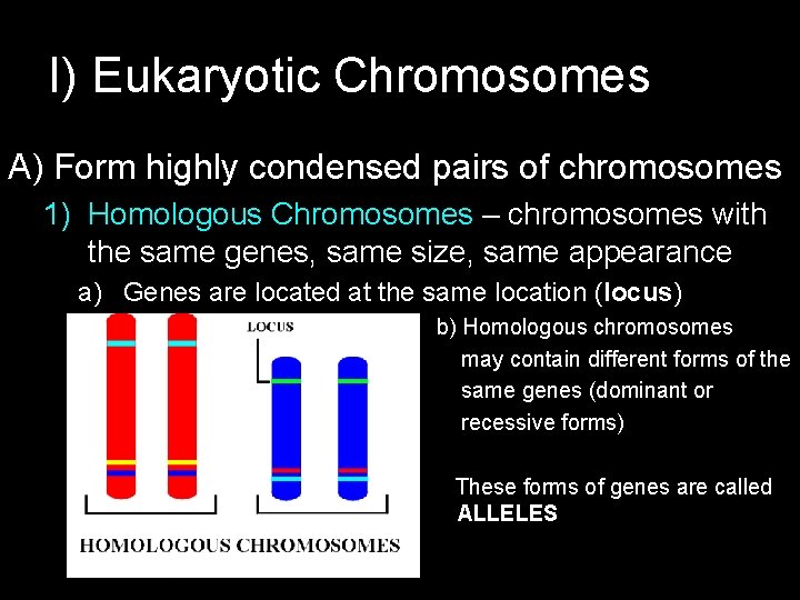 I) Eukaryotic Chromosomes A) Form highly condensed pairs of chromosomes 1) Homologous Chromosomes –