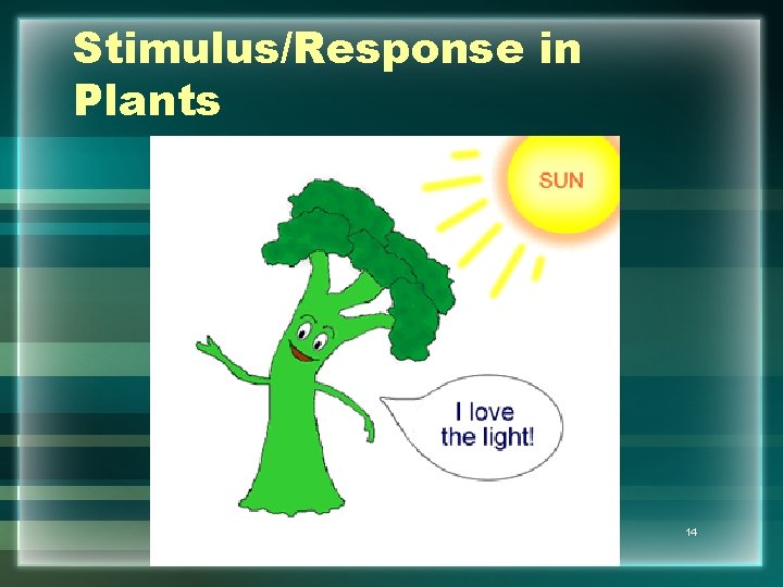 Stimulus/Response in Plants 14 