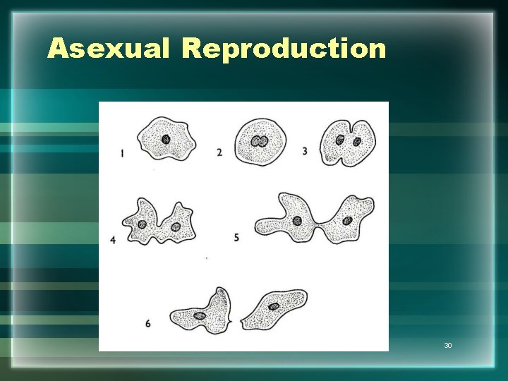 Asexual Reproduction 30 