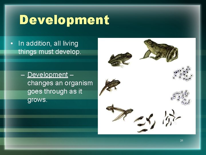 Development • In addition, all living things must develop. – Development – changes an