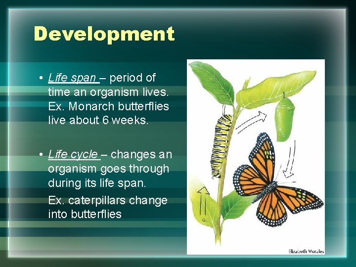Development • Life span – period of time an organism lives. Ex. Monarch butterflies