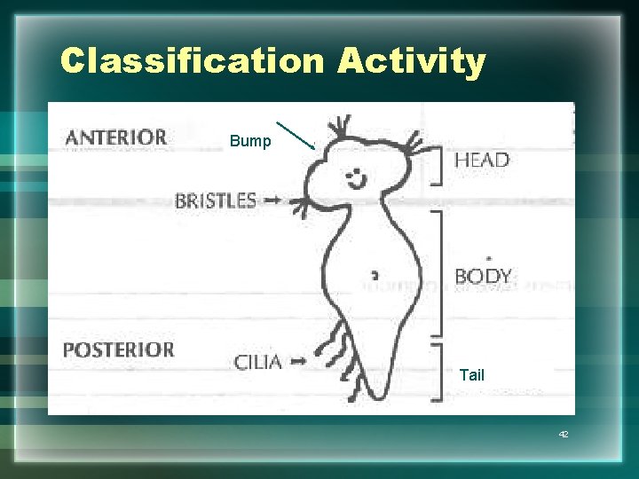 Classification Activity Bump Tail 42 