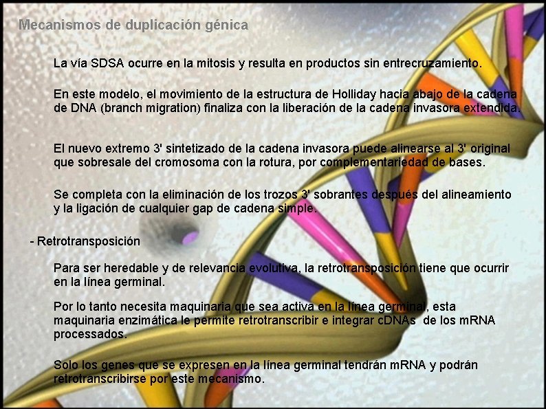 Mecanismos de duplicación génica La vía SDSA ocurre en la mitosis y resulta en