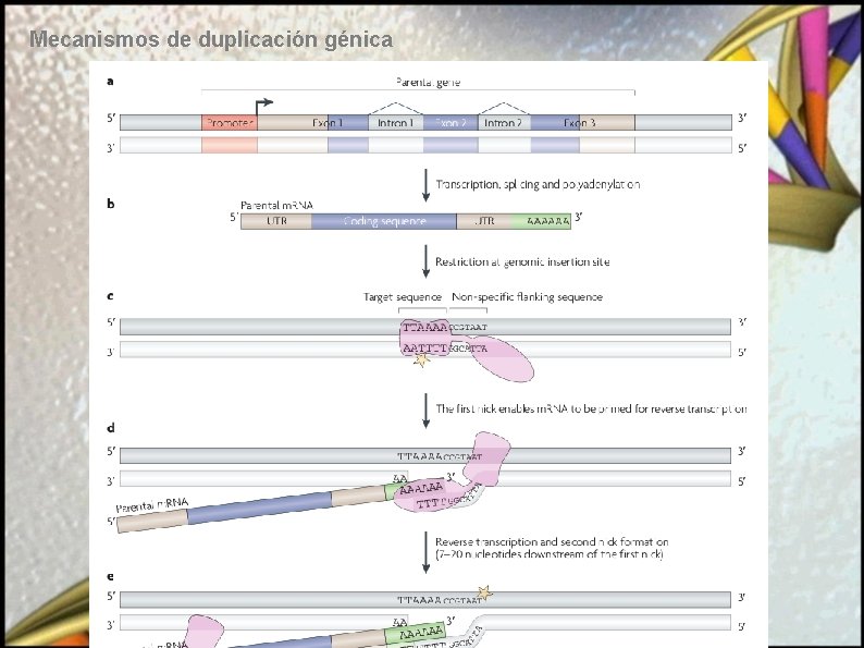 Mecanismos de duplicación génica 