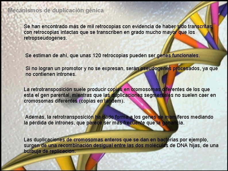 Mecanismos de duplicación génica Se han encontrado más de mil retrocopias con evidencia de