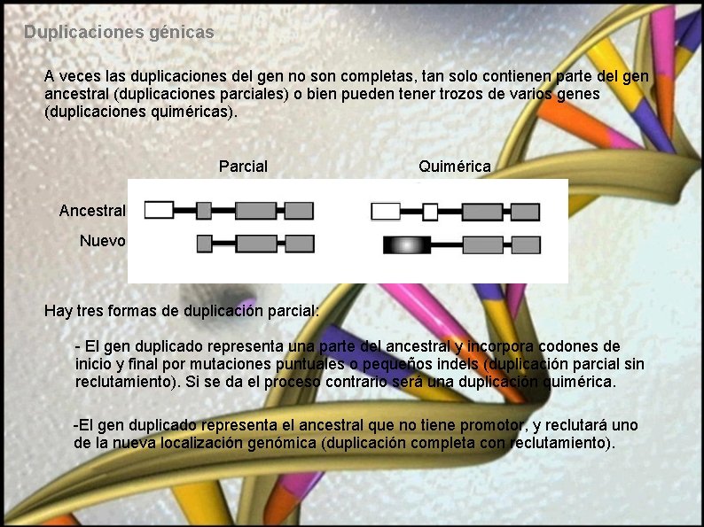 Duplicaciones génicas A veces las duplicaciones del gen no son completas, tan solo contienen