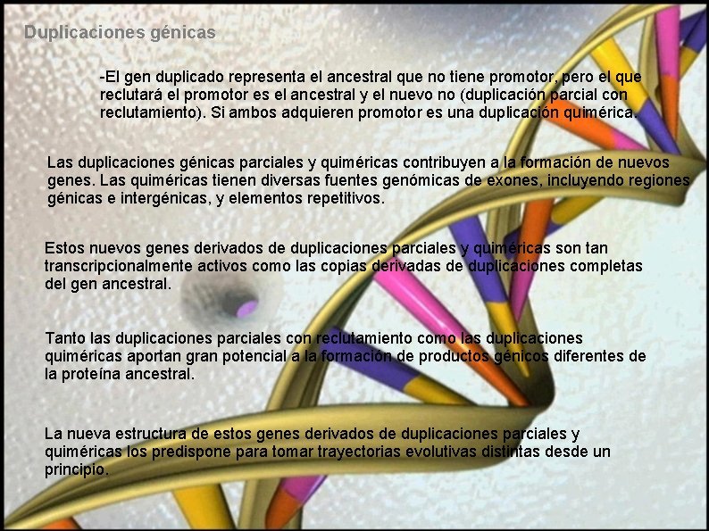 Duplicaciones génicas -El gen duplicado representa el ancestral que no tiene promotor, pero el