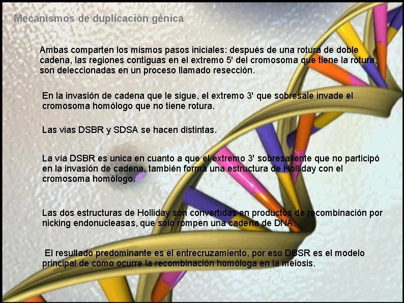 Mecanismos de duplicación génica Ambas comparten los mismos pasos iniciales: después de una rotura