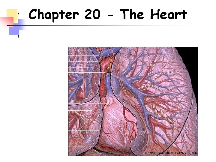 Chapter 20 - The Heart 