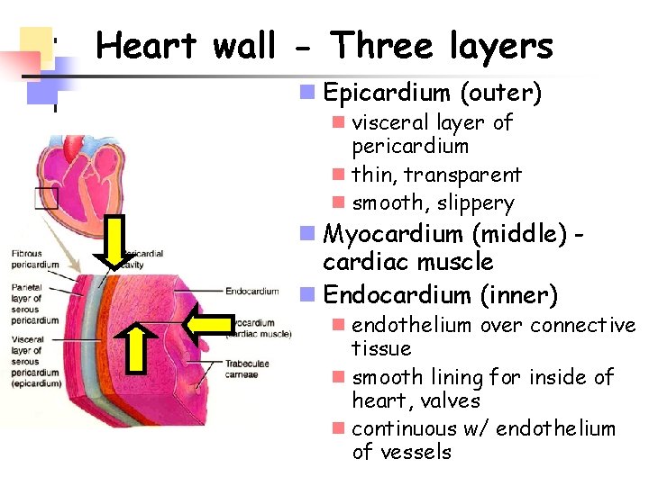Heart wall - Three layers n Epicardium (outer) n visceral layer of pericardium n
