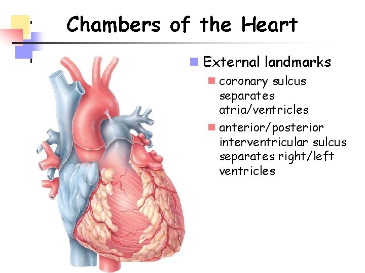 Chambers of the Heart n External landmarks n coronary sulcus separates atria/ventricles n anterior/posterior