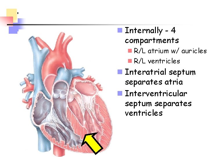 n Internally - 4 compartments n R/L atrium w/ auricles n R/L ventricles n