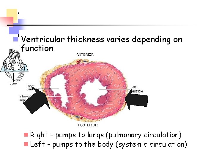 n Ventricular thickness varies depending on function n Right – pumps to lungs (pulmonary