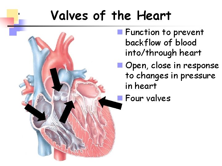Valves of the Heart n Function to prevent backflow of blood into/through heart n