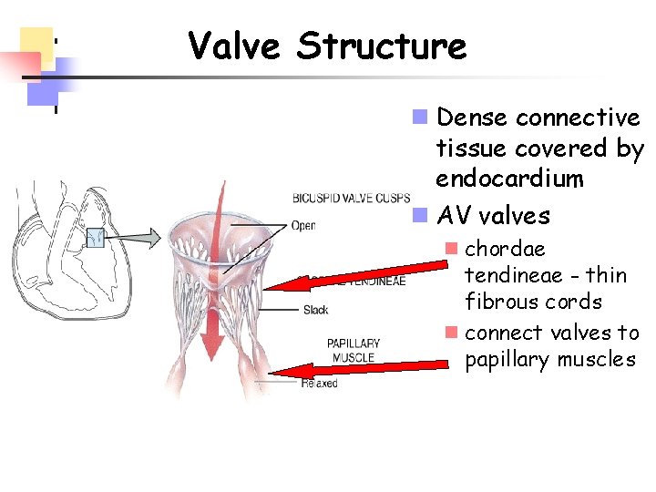 Valve Structure n Dense connective tissue covered by endocardium n AV valves n chordae