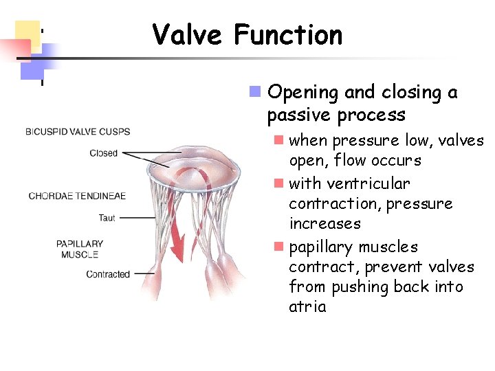 Valve Function n Opening and closing a passive process n when pressure low, valves