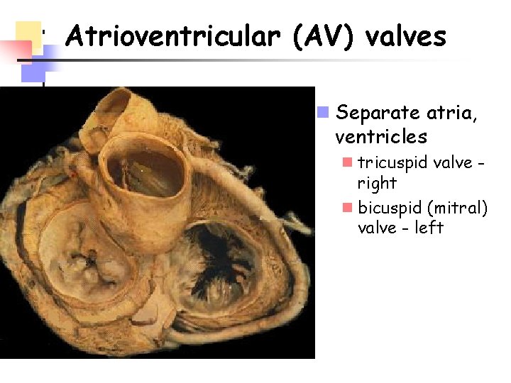 Atrioventricular (AV) valves n Separate atria, ventricles n tricuspid valve right n bicuspid (mitral)