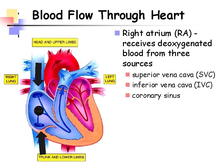 Blood Flow Through Heart n Right atrium (RA) receives deoxygenated blood from three sources