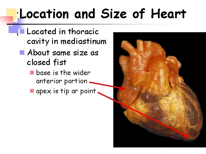 Location and Size of Heart n Located in thoracic cavity in mediastinum n About