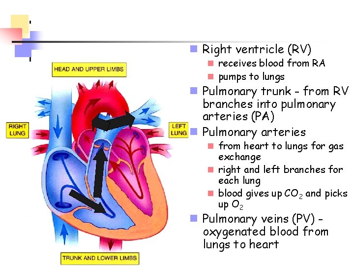 n Right ventricle (RV) n receives blood from RA n pumps to lungs n