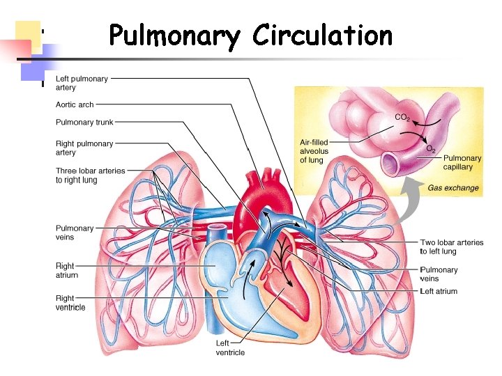 Pulmonary Circulation 