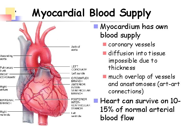 Myocardial Blood Supply n Myocardium has own blood supply n coronary vessels n diffusion