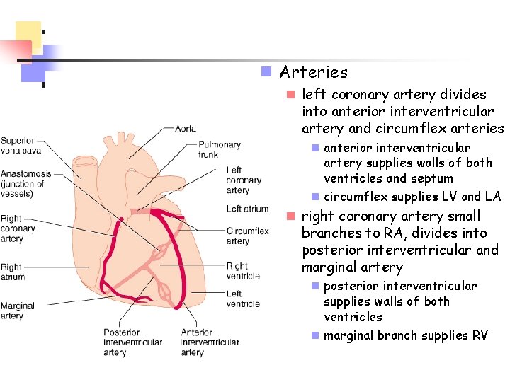 n Arteries n left coronary artery divides into anterior interventricular artery and circumflex arteries