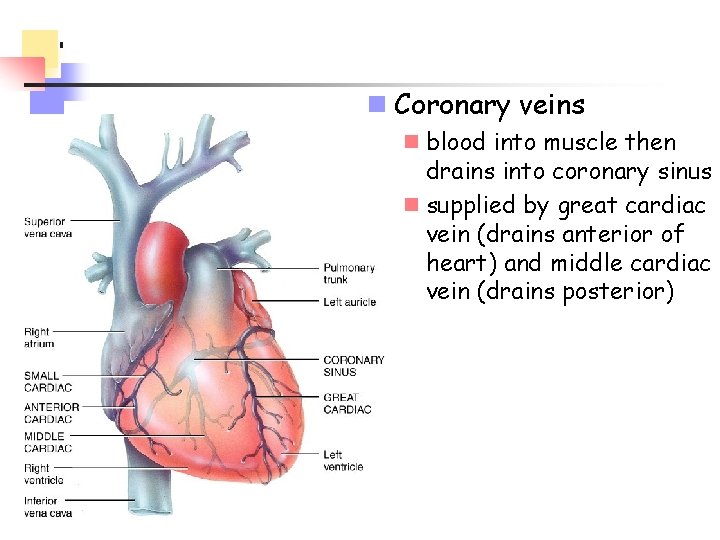 n Coronary veins n blood into muscle then drains into coronary sinus n supplied